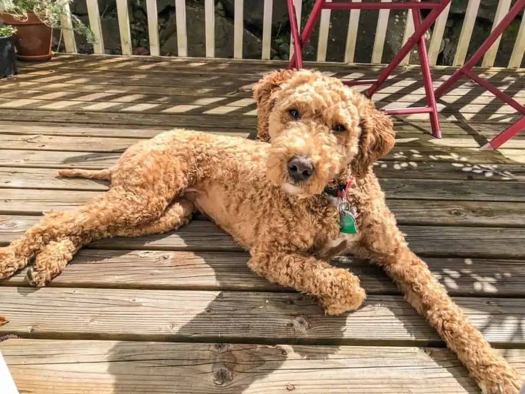 Shedding labradoodle sale