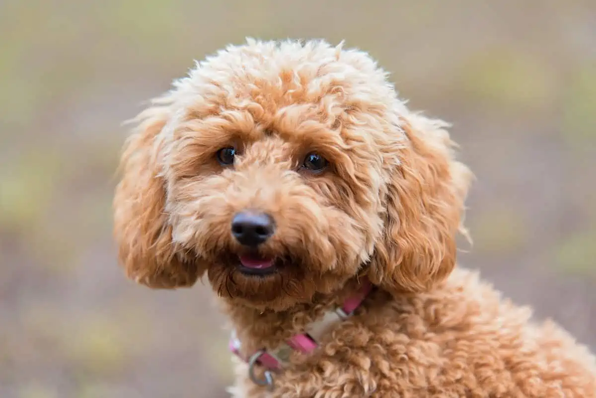 toy poodle up close