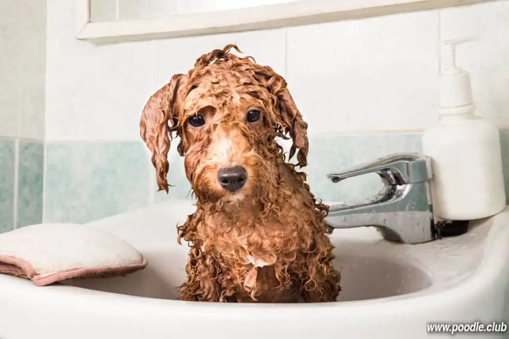 apricot Poodle having bath