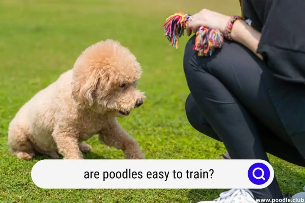 are poodles easy to train