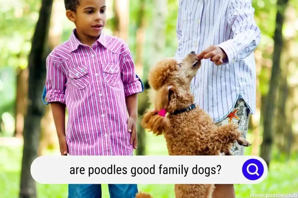 are poodles good family dogs