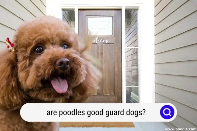 Are Poodles Good Guard Dogs?