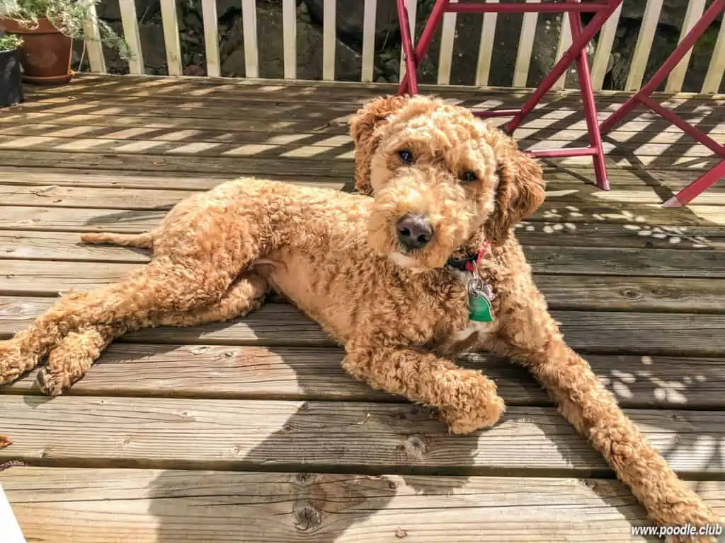 australian labradoodle lounging on a deck