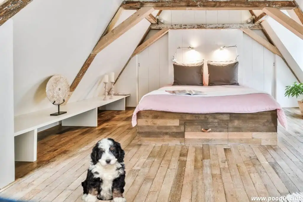 bernedoodle mini puppy in bedroom