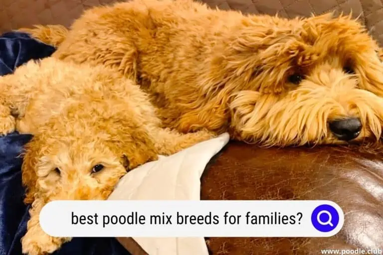 7 Best Poodle Mixes for Families [with photos]