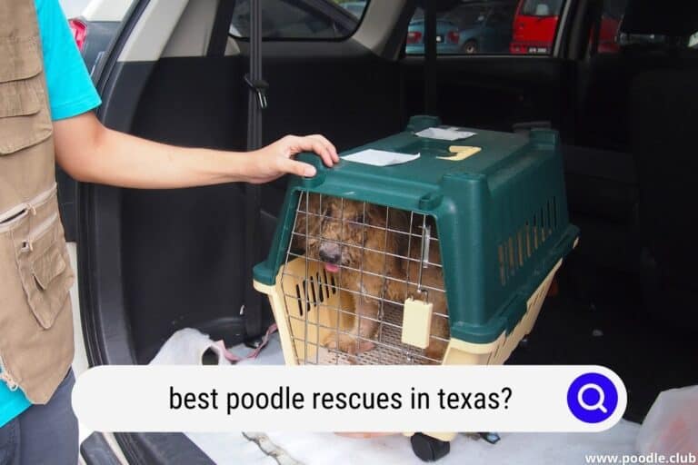 best poodle rescues in texas
