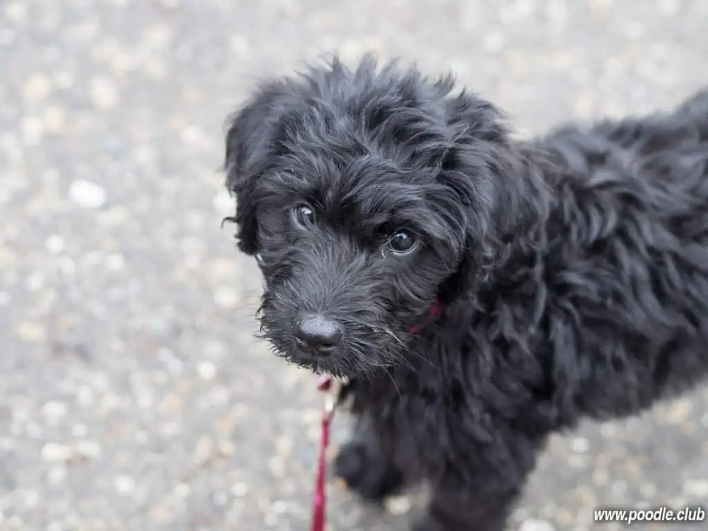 black-labradoodle-puppy