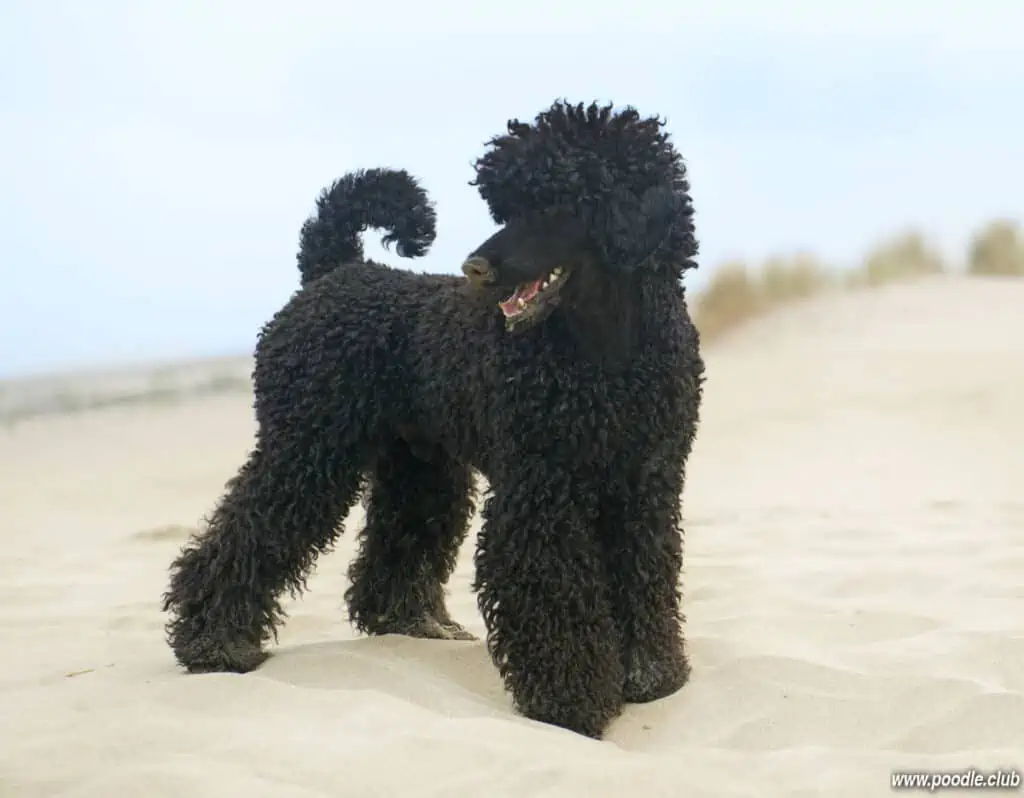 black poodle at the beach