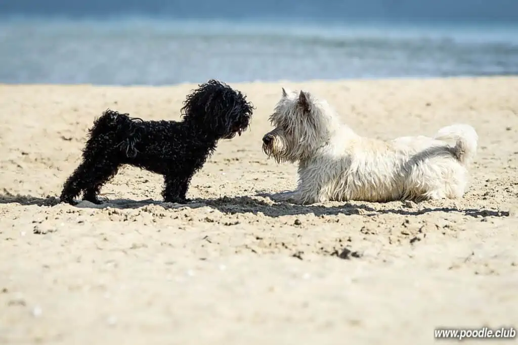 black toy poodle and yorkie at beach