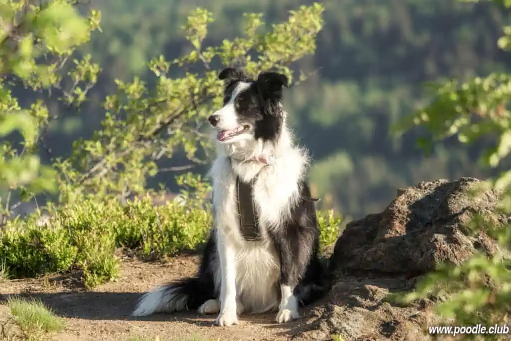 border collie hiking in mountains