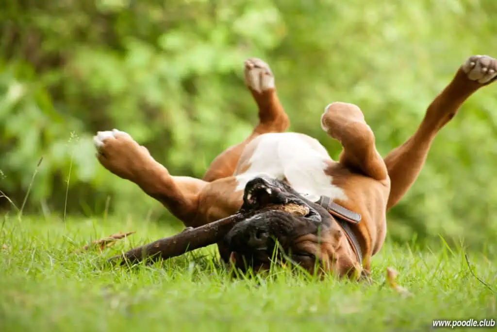 boxer dog playing with stick