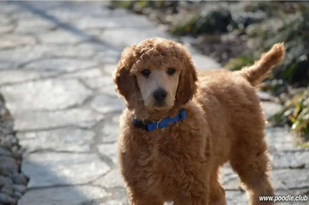 brown standard size Poodle