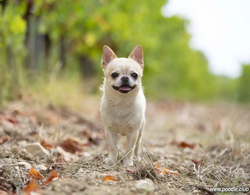 chihuahua smiling out for hike