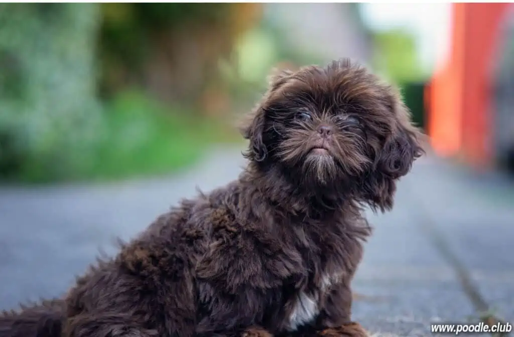 chocolate Shih Poo dog