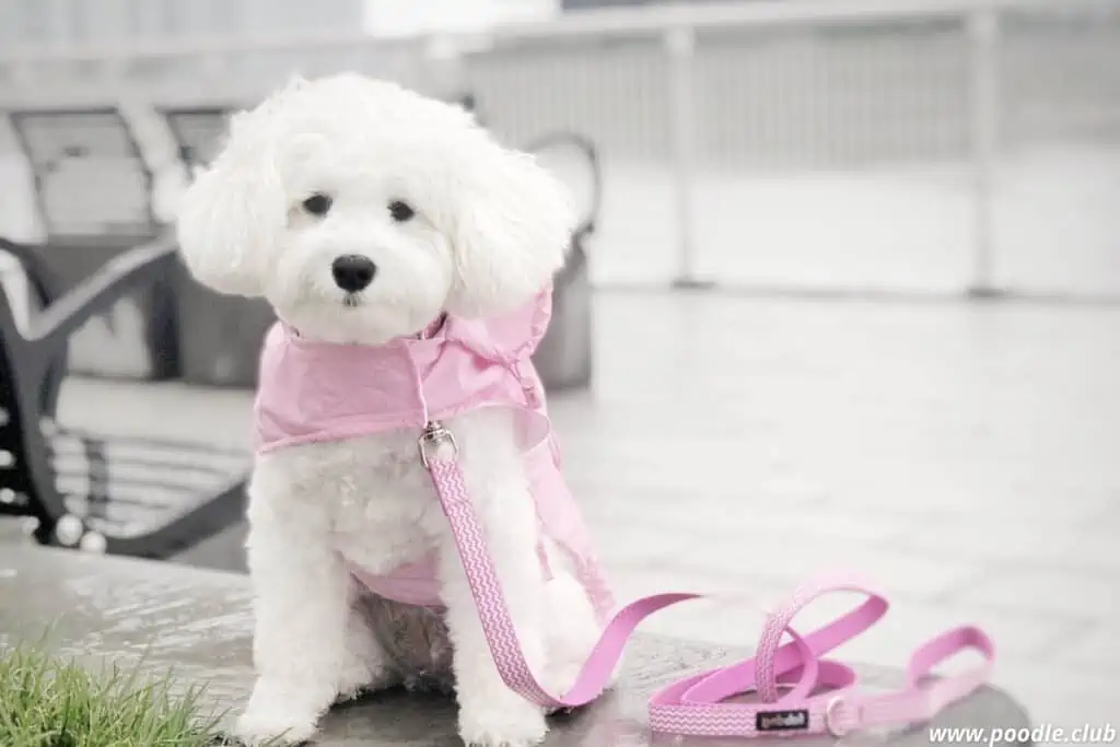 clean white poodle with pink leash