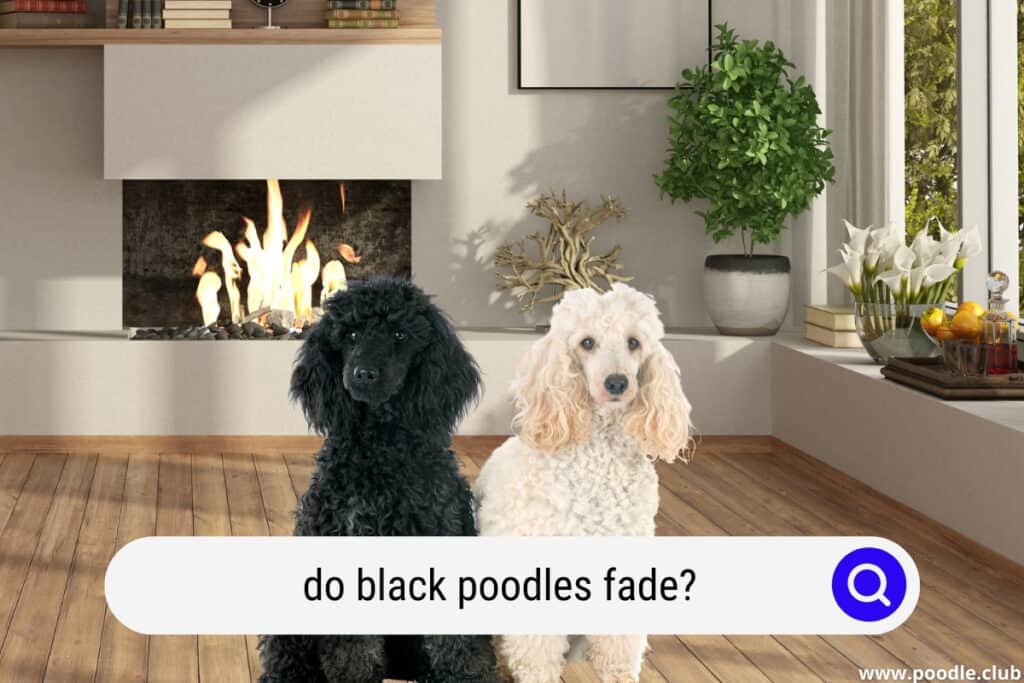 do black poodles fade