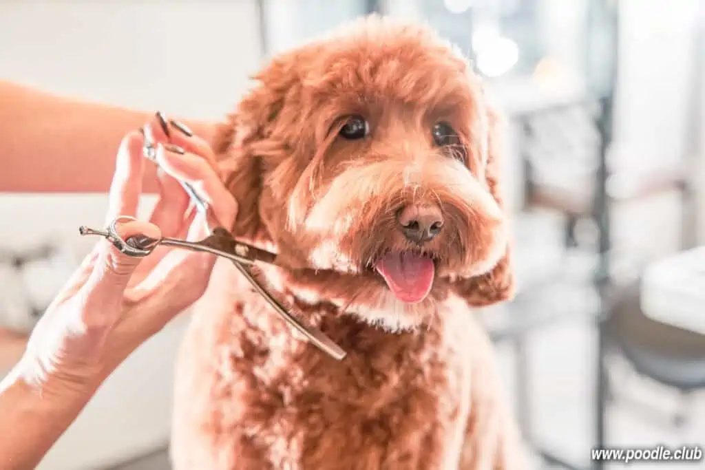 giving Labradoodle a haircut