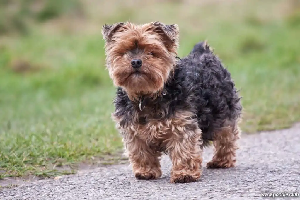 gold black yorkshire terrier