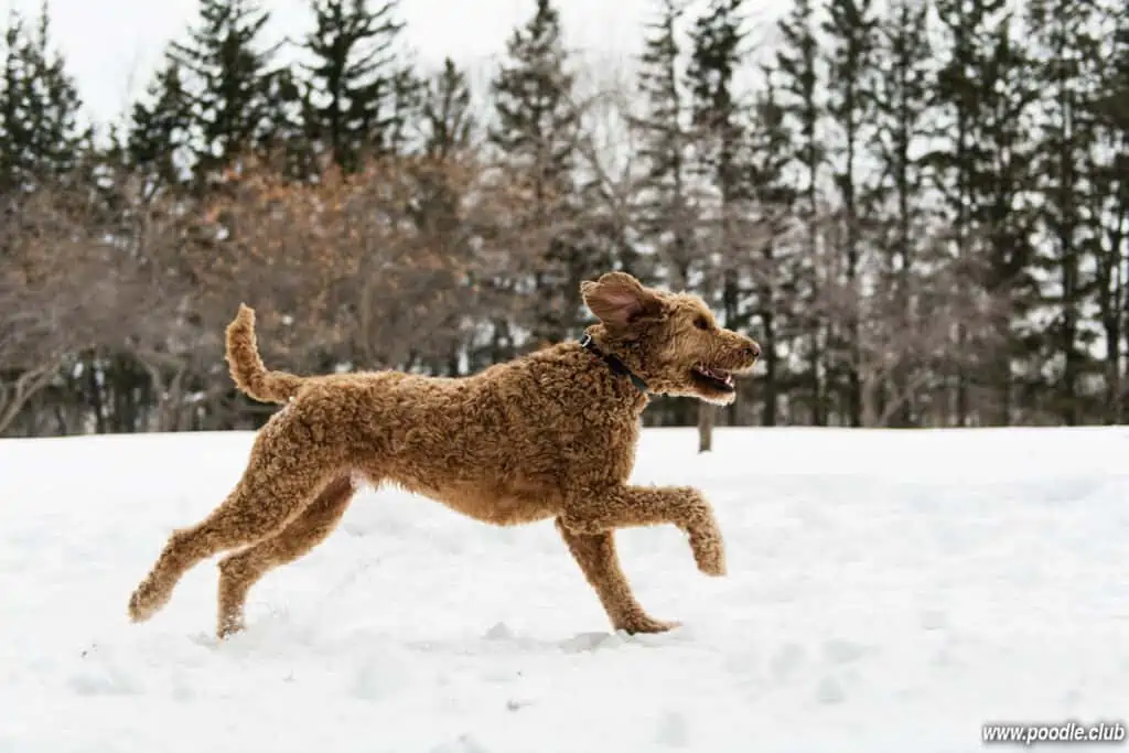 goldendoodle running in snow red