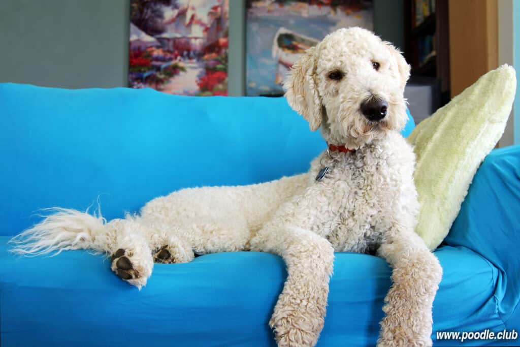 goldendoodle sitting on couch