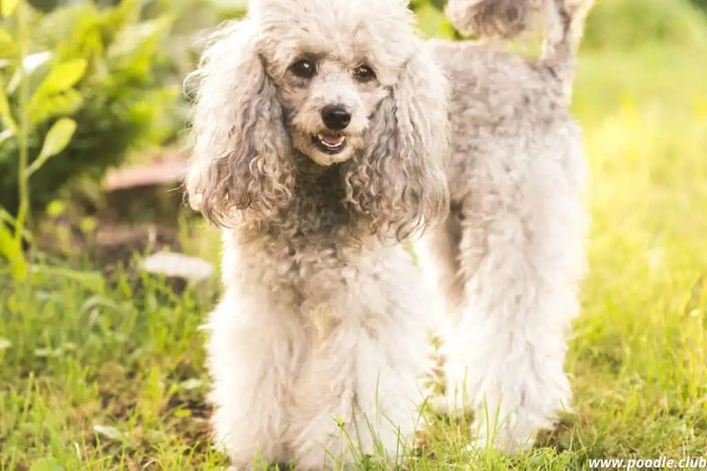 gray Miniature Poodle