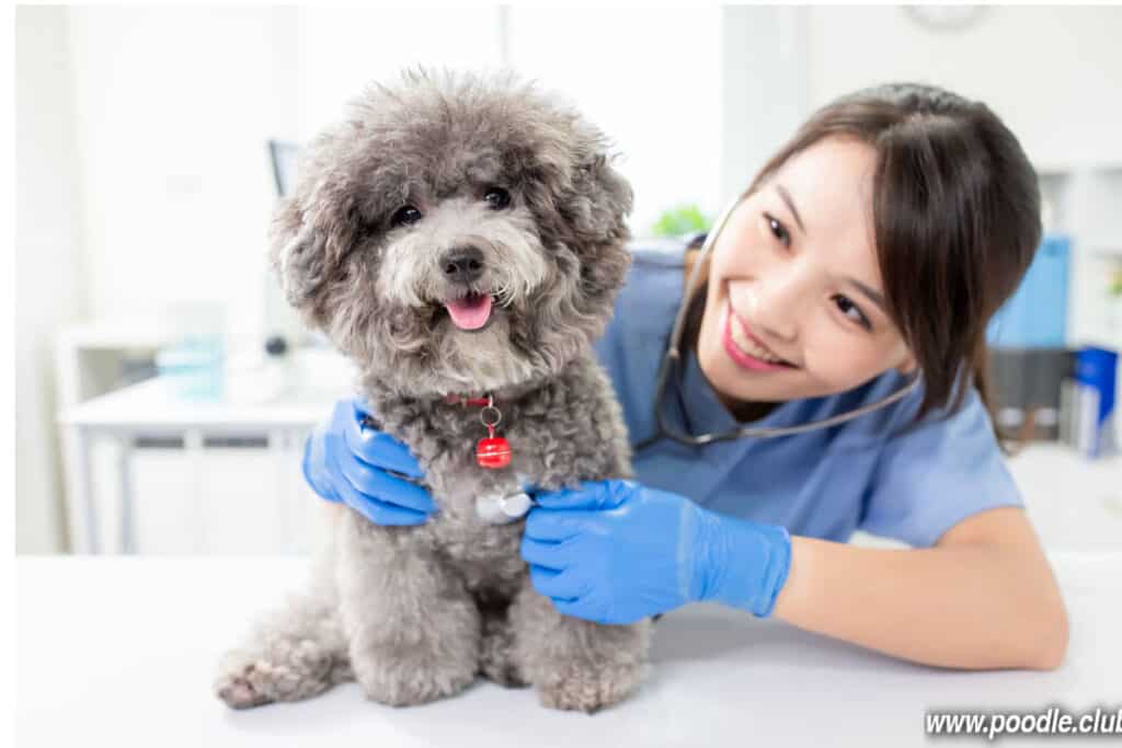 gray poodle at the vet smiling