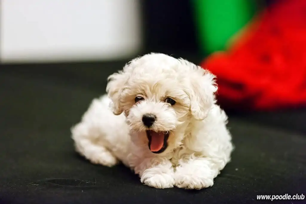 happy bichon frise puppy