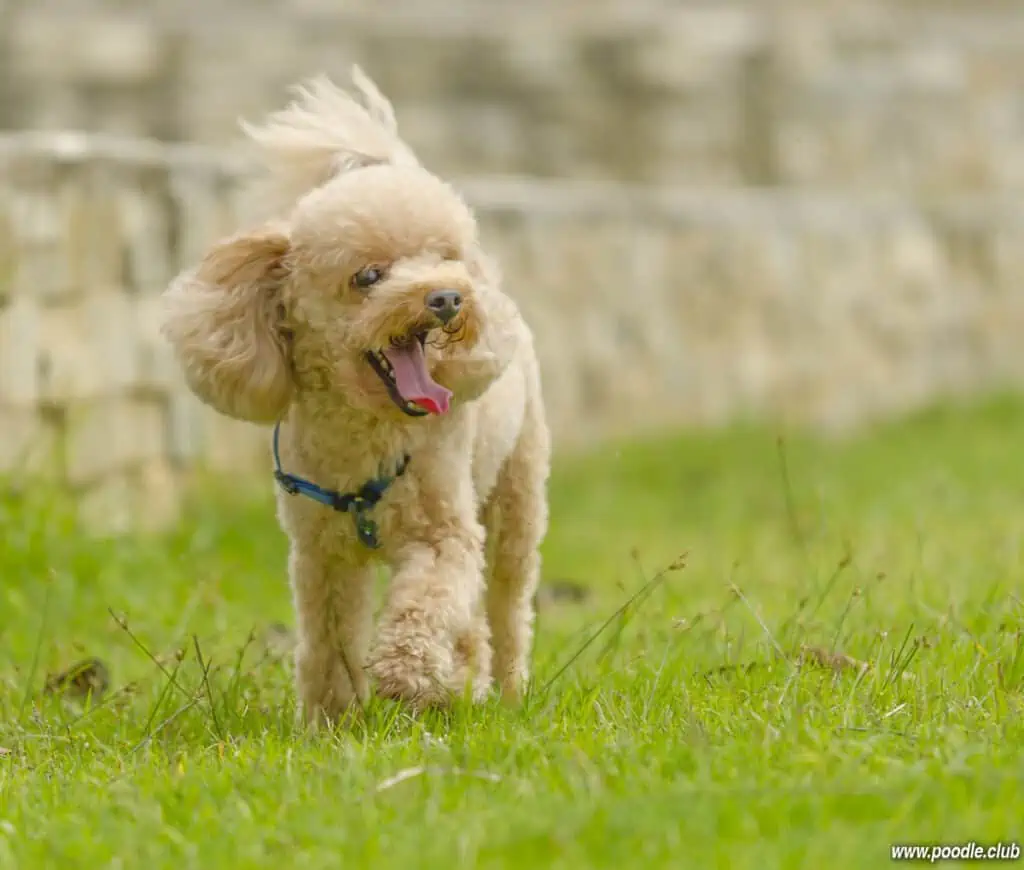 happy cream poodle