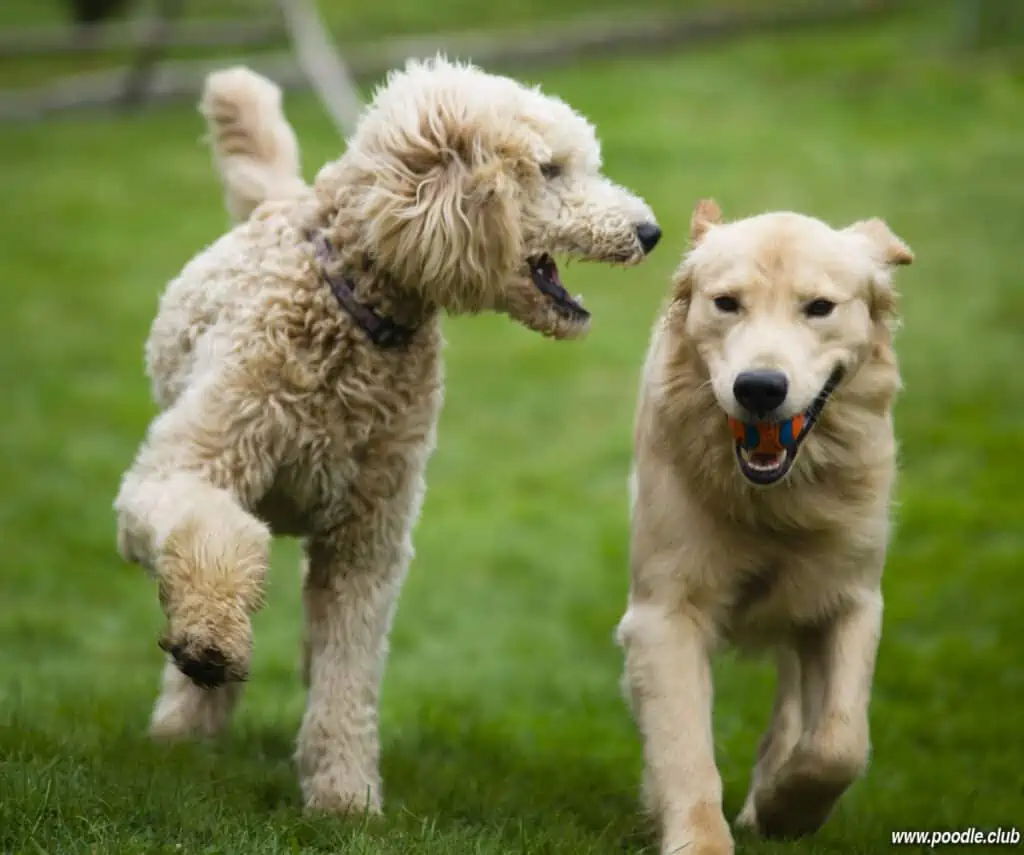 happy golden retreiver dog with poodle playing fetch dogs pets