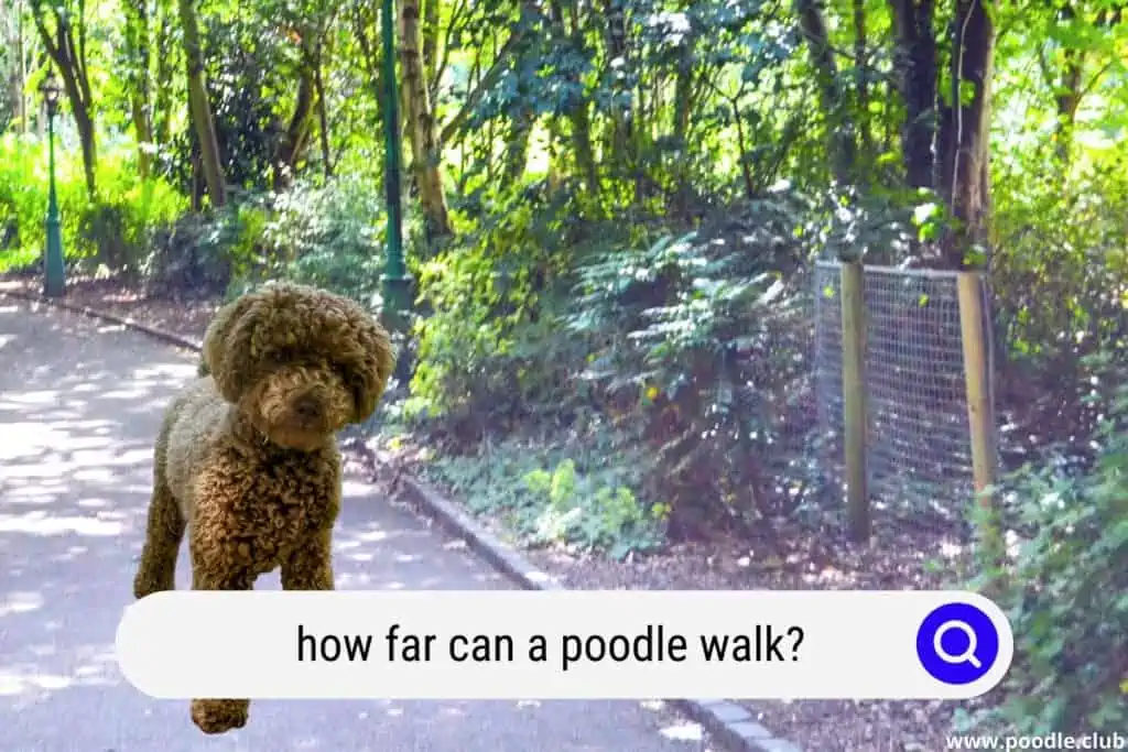 how far can a standard poodle walk?