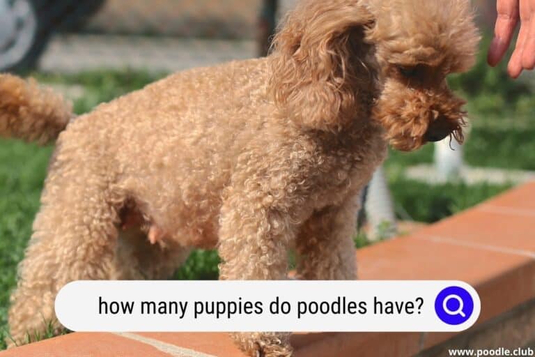 how many puppies can a poodle have