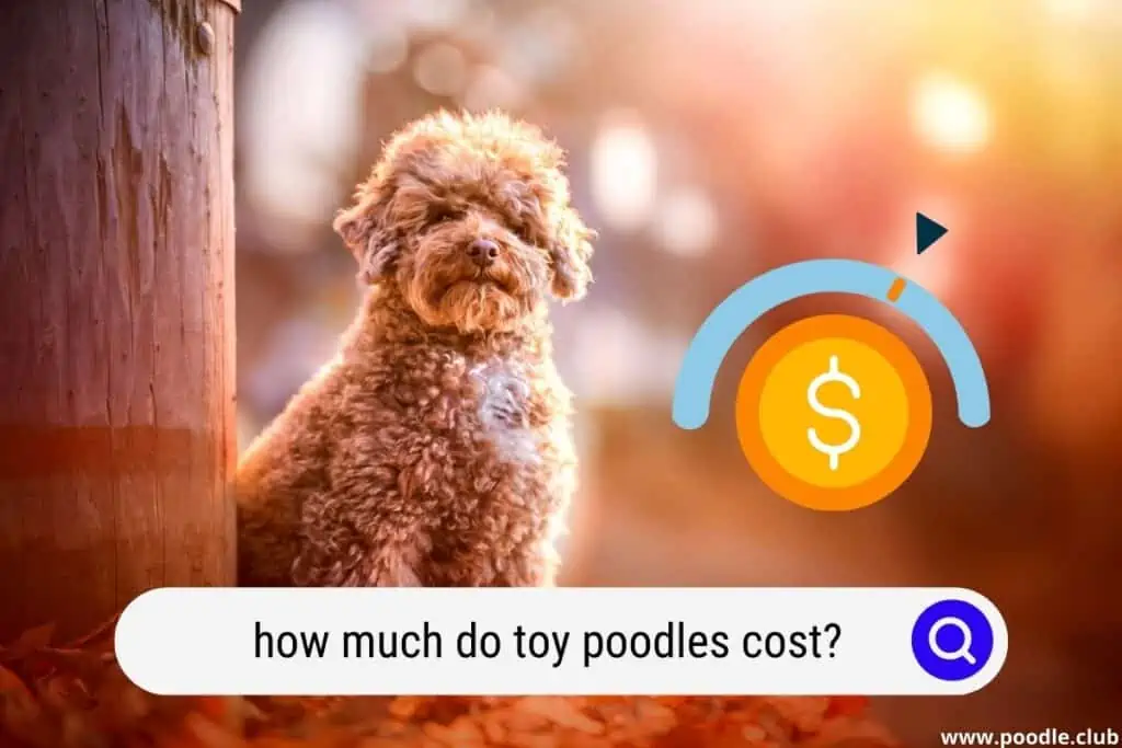 how much does a toy poodle cost