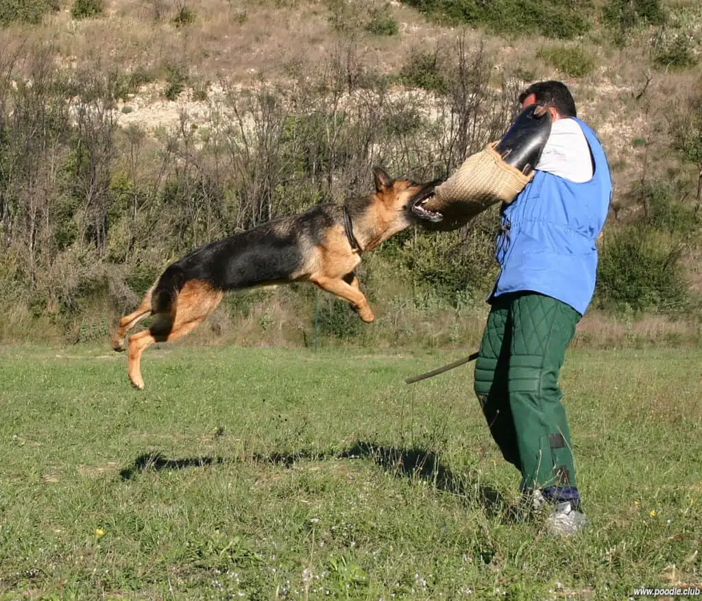 leaping german shepherd in attack