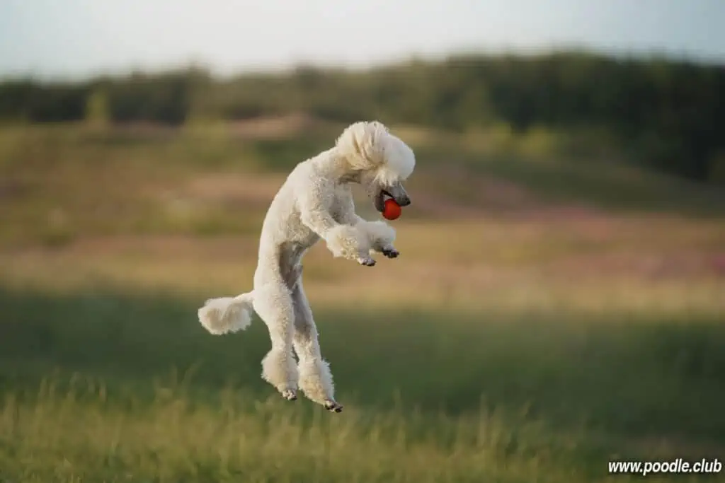 leaping white Poodle jump