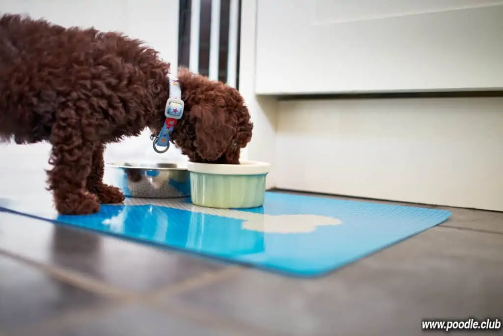 mini poodle eating from food bowl
