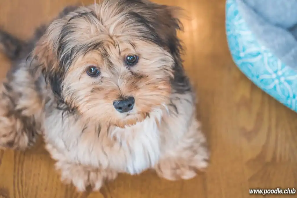 no shedding shih poo