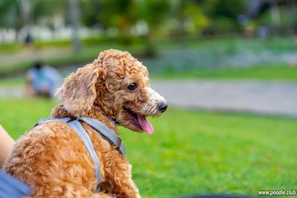 parti toy poodle puppy