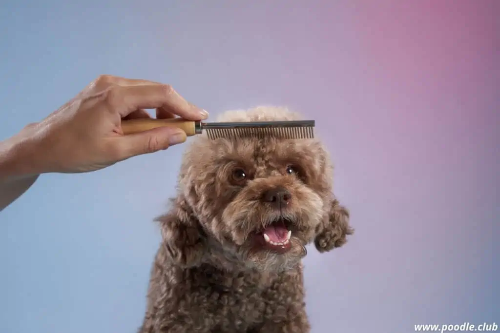 Poodle getting brushed