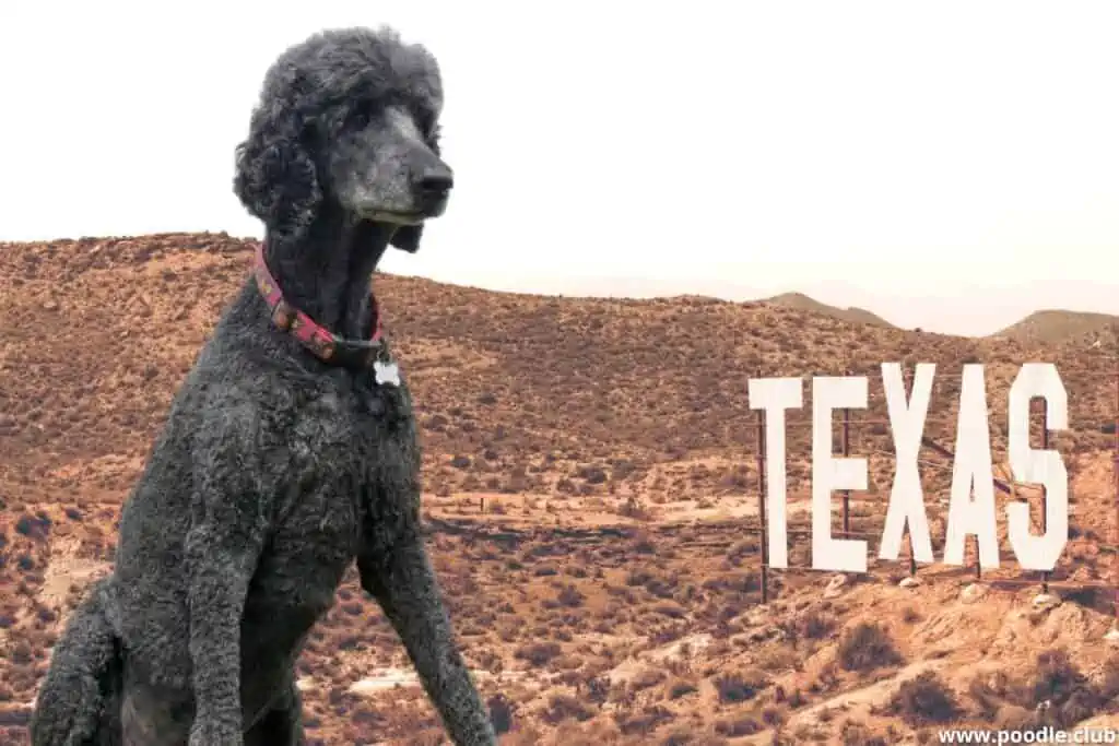 proud black poodle in texas