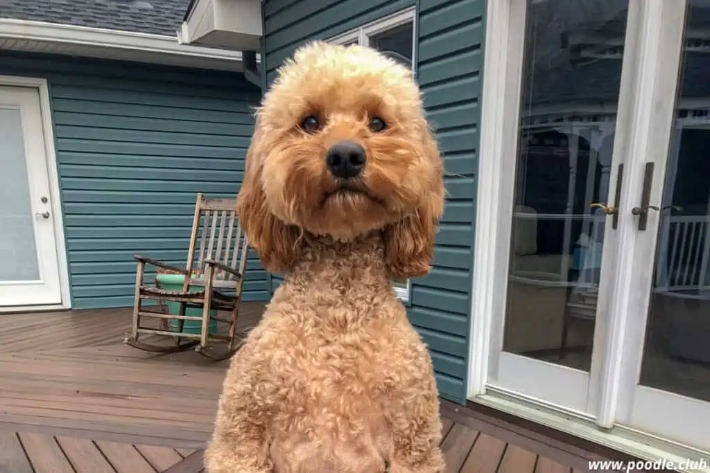 poodle on hind legs