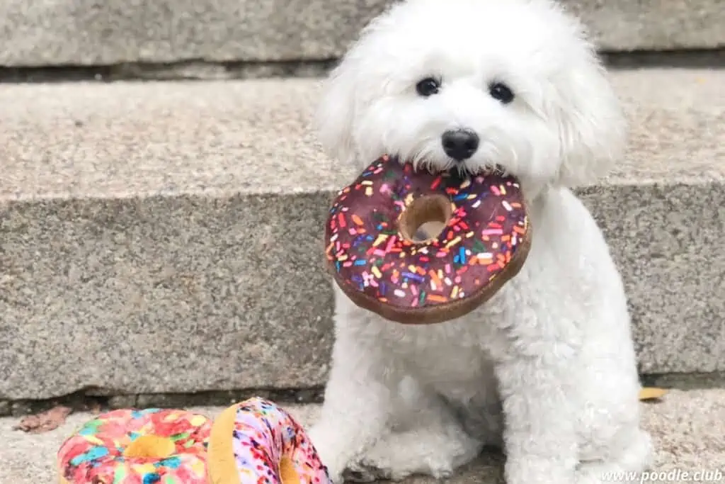 poodle puppy with dog toy