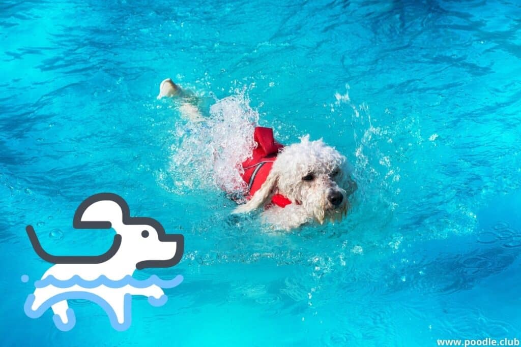 a poodle swimming