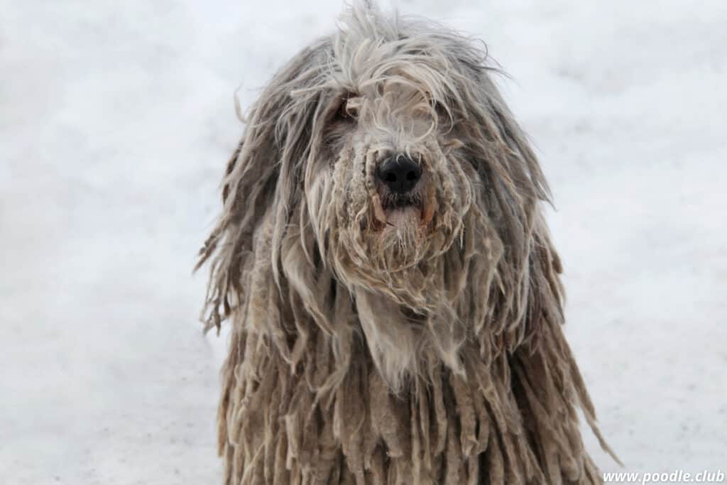 puli dog looks like a mop