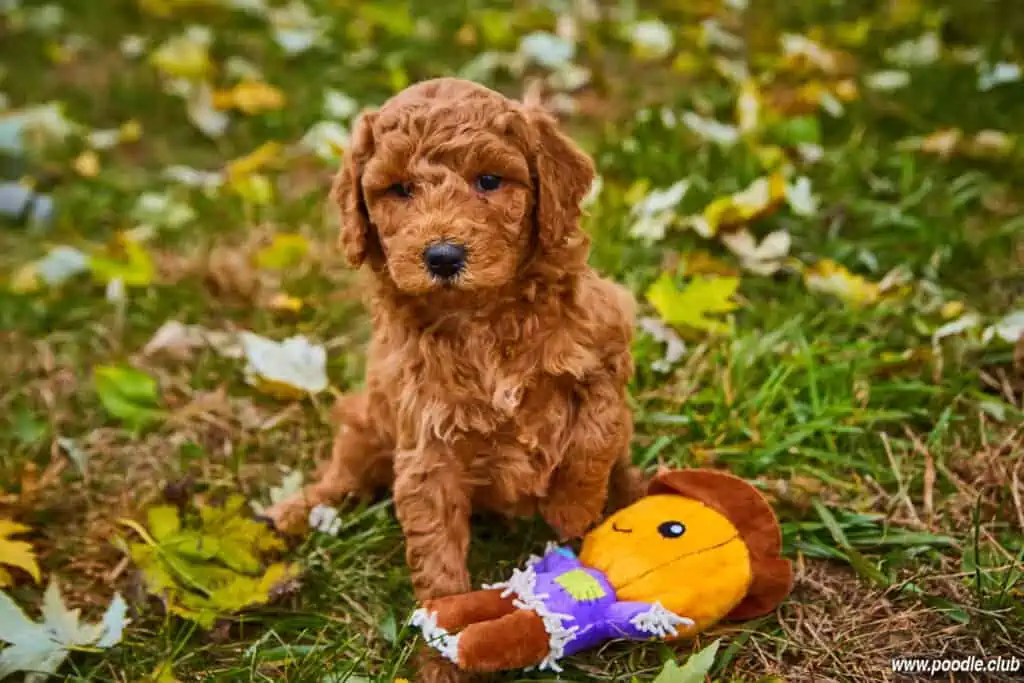 red Goldendoodle puppy coat wavy