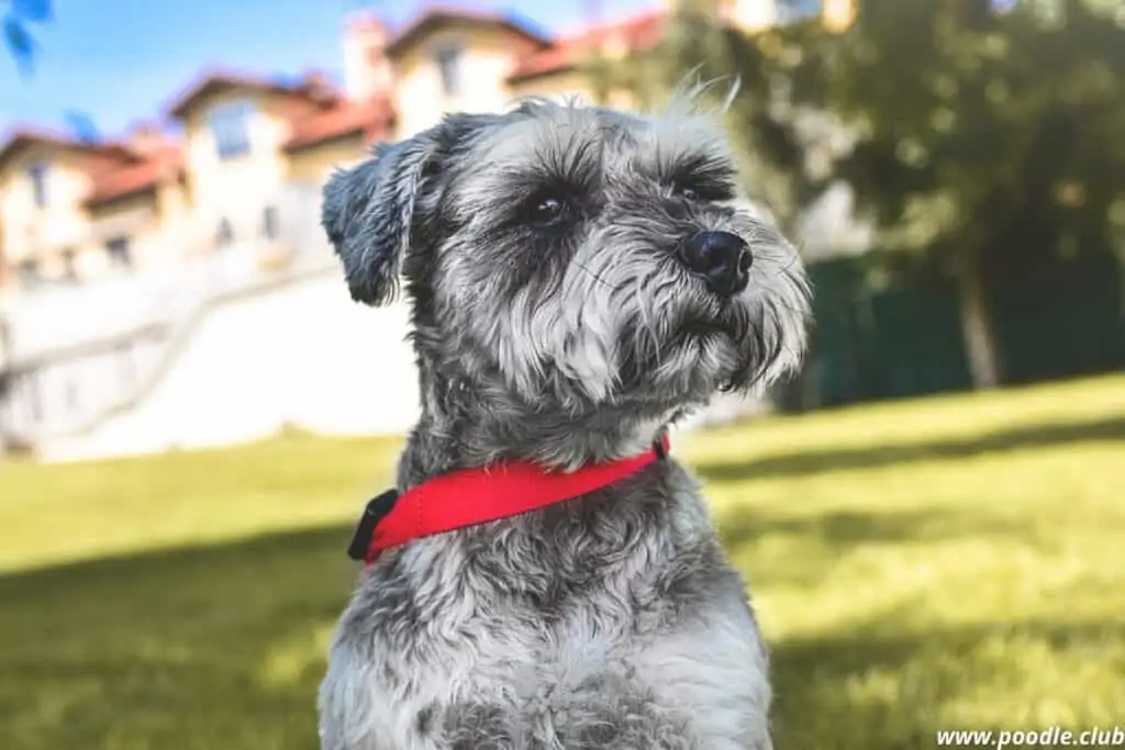 schnauzer dog sitting in grass