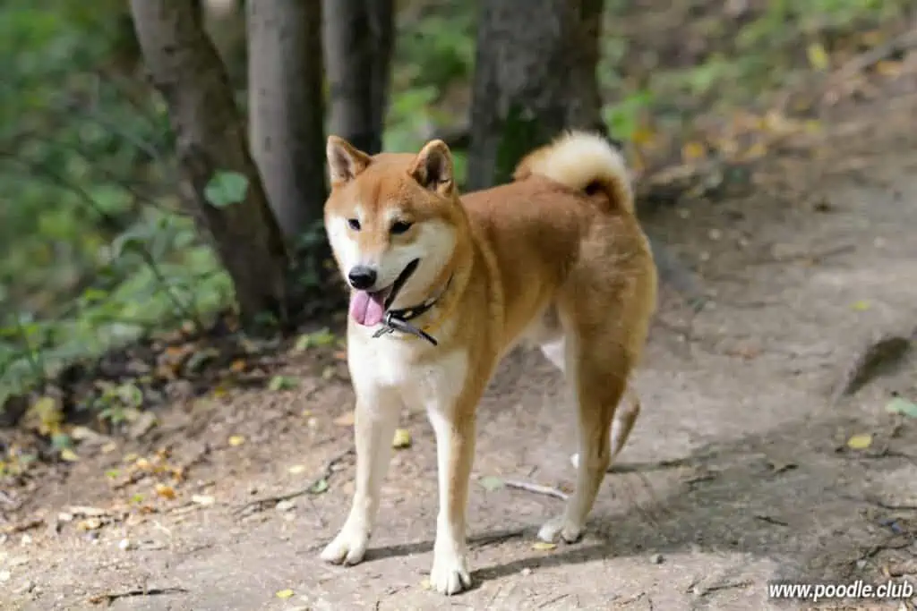 shiba inu in forest