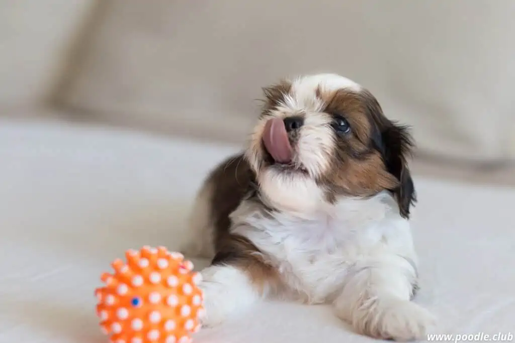 shih tzu puppy