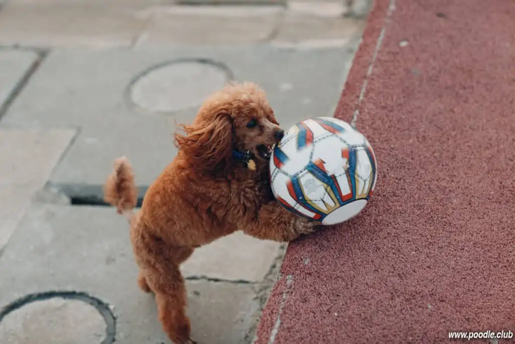 small Poodle puppy playing with big toy