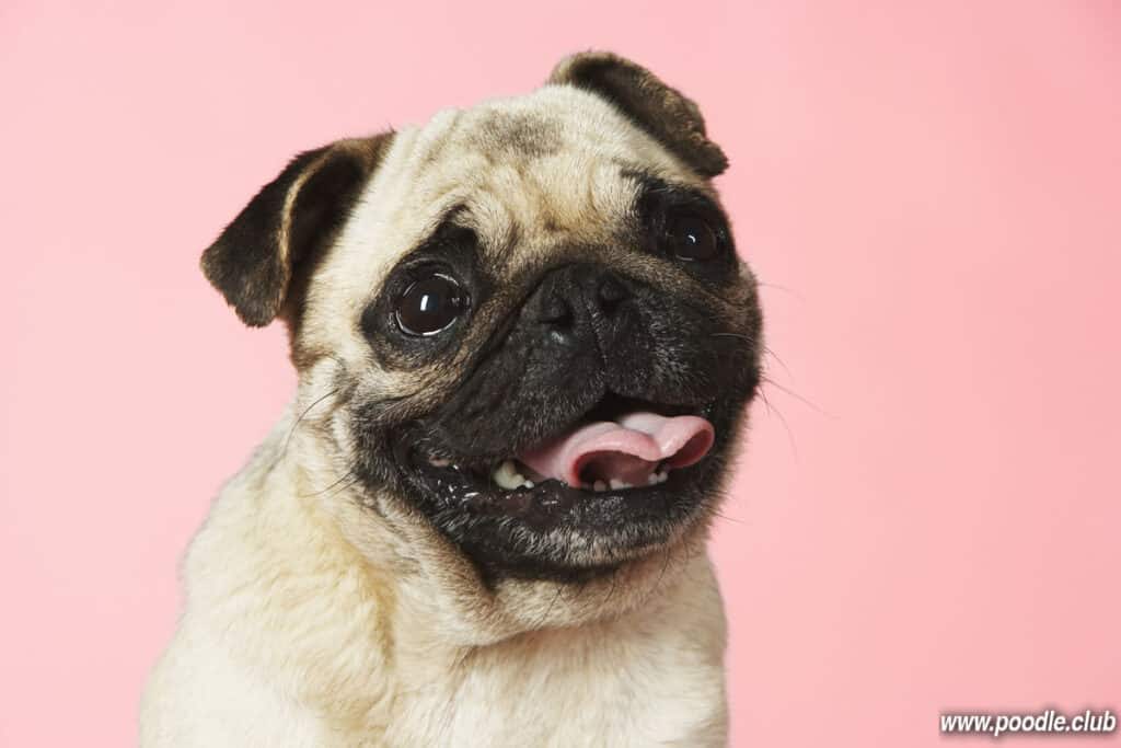 tongue of pug dog