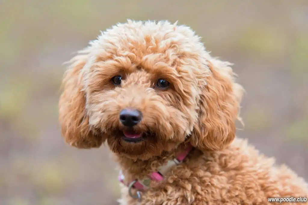 toy poodle face hypoallergenic